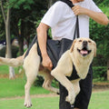 Arnés y correa para perros