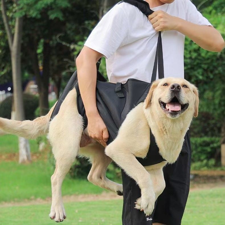 Arnés y correa para perros